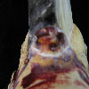 ** Ivory, Bone and Horn **